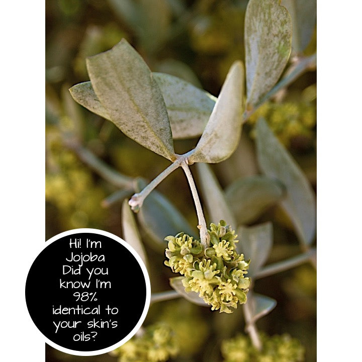 Benefits of Jojoba for Skin + Hair