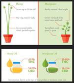 Hemp Seed Oil | 420 - The Nok Apothecary