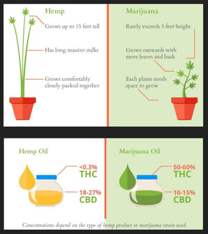 Hemp Seed Oil | 420 - The Nok Apothecary